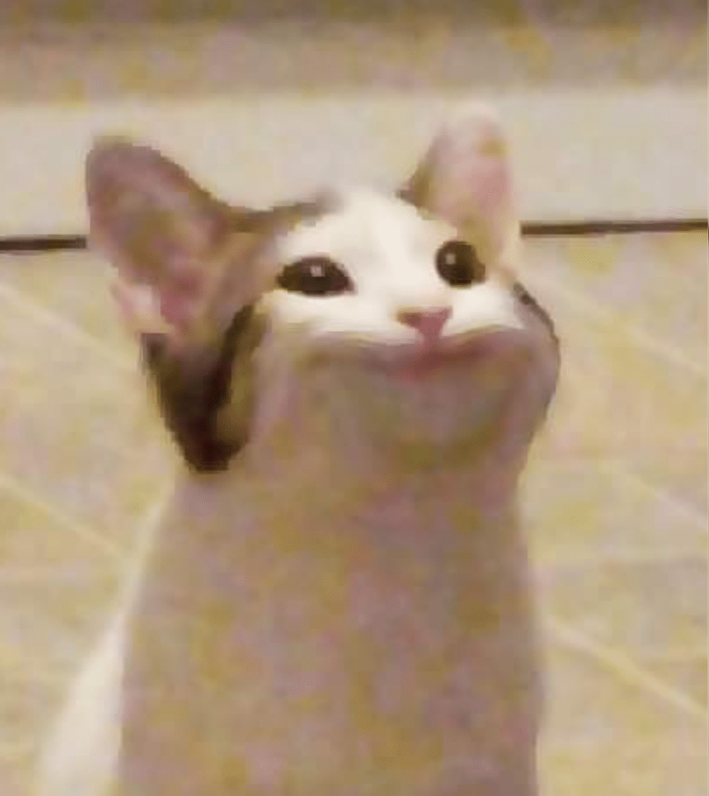 This is a cat.